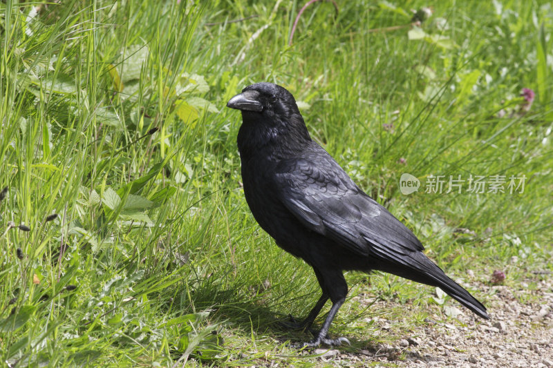 黑腐乌鸦Corvus corone正在寻找蚱蜢